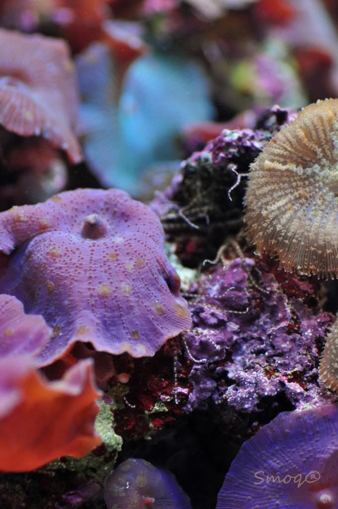 Shedd Aquarium in Chicago, IL Manhattan Reefs